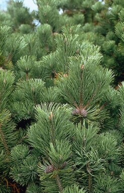 Krummholz-Kiefer Pinus mugo mughus Strauch 20-30 Topf 2 ltr. (C2)
