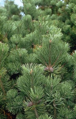 Krummholz-Kiefer Pinus mugo mughus Strauch 20-30 Topf 2 ltr. (C2) Pinus mugo Strauch 20-30 cm
