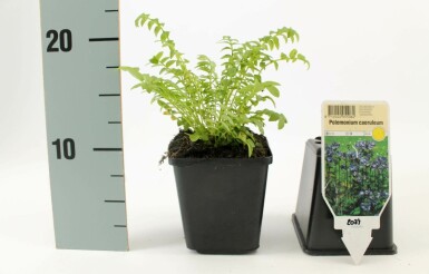 Jakobsleiter Polemonium caeruleum 15-20 Topf 9x9 cm (P9)