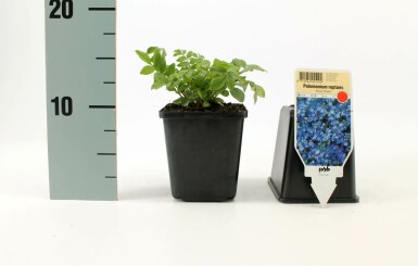 Kriechende Jakobsleiter Polemonium reptans 'Blue Pearl' 5-10 Topf 9x9 cm (P9)