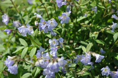 Kriechende Jakobsleiter Polemonium reptans 'Blue Pearl' 5-10 Topf 9x9 cm (P9) Polemonium reptans 'Blue Pearl'