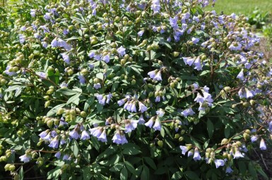 Kriechende Jakobsleiter Polemonium reptans 'Blue Pearl' 5-10 Topf 9x9 cm (P9) Polemonium reptans 'Blue Pearl'