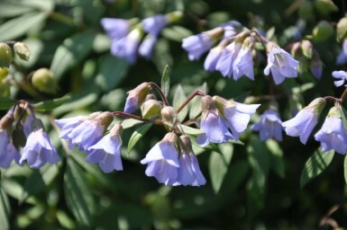 Kriechende Jakobsleiter Polemonium reptans 'Blue Pearl' 5-10 Topf 9x9 cm (P9)