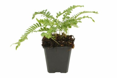 Gemeiner Tüpfelfarn Polypodium vulgare 5-10 Topf 9x9 cm (P9)