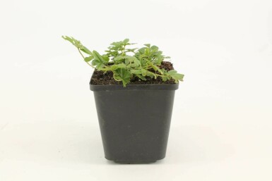 Gold-Fingerkraut Potentilla aurea 5-10 Topf 9x9 cm (P9) Potentilla aurea