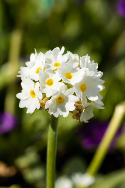 Kugelprimel Primula denticulata 'Alba' 5-10 Topf 9x9 cm (P9) Primula denticulata 'Alba'