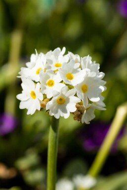 Primula denticulata 'Alba'