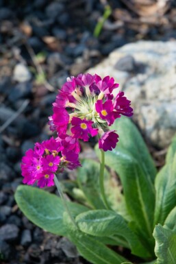 Kugelprimel Primula denticulata 'Rubin' 5-10 Topf 9x9 cm (P9)