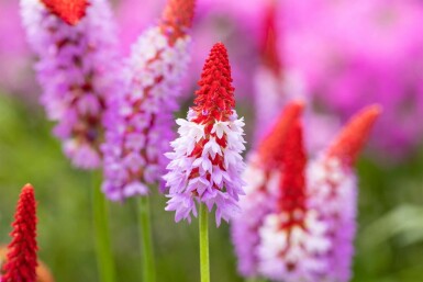 Orchideenprimel Primula vialii 10-15 Topf 2 ltr. (C2) Primula vialii