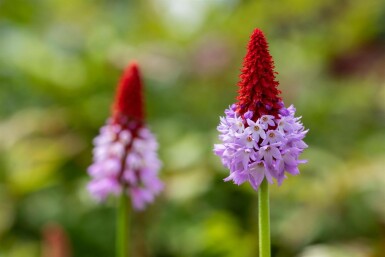 Orchideenprimel Primula vialii 5-10 Topf 9x9 cm (P9)