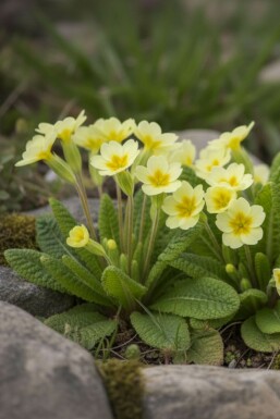 Kissen-Primel Primula vulgaris 5-10 Topf 9x9 cm (P9) Primula vulgaris