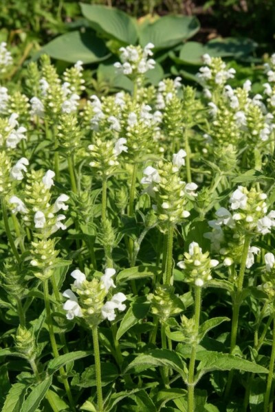 Große Garten-Brunelle Prunella grandiflora 'Alba' 5-10 Topf 9x9 cm (P9) Prunella grandiflora 'Alba'