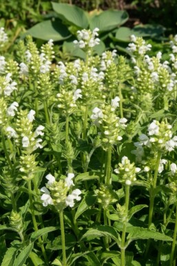Große Garten-Brunelle Prunella grandiflora 'Alba' 5-10 Topf 9x9 cm (P9) Prunella grandiflora 'Alba'