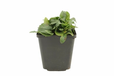 Große Garten-Brunelle Prunella grandiflora 'Alba' 5-10 Topf 9x9 cm (P9) Prunella grandiflora 'Alba'