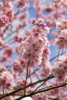 Prunus 'Accolade' C12 100-125