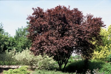 Blut-Pflaume Prunus cerasifera 'Nigra' Strauch 40-50 Topf 3 ltr. (C3) Prunus cerasifera 'Nigra' Strauch 40-50 cm