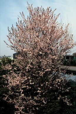 Blut-Pflaume Prunus cerasifera 'Nigra' Strauch 40-50 Topf 3 ltr. (C3) Prunus cerasifera 'Nigra' Strauch 40-50 cm
