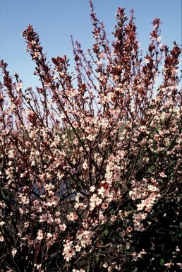 Zwerg-Blut-Pflaume Prunus cistena Strauch 30-40 Topf 2,5 ltr. (C2,5)