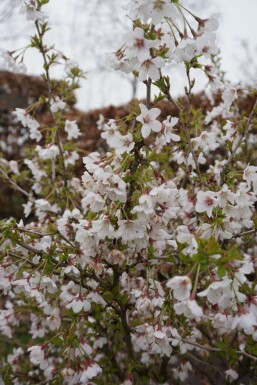 Geschlitzte Kirsche Prunus incisa 'Kojou No Mai' Strauch 40-50 Topf 10 ltr. (C10) Prunus incisa 'Kojou No Mai' Strauch 40-50 cm