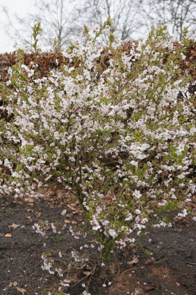 Geschlitzte Kirsche Prunus incisa 'Kojou No Mai' Strauch 30-40 Topf 3 ltr. (C3) Prunus incisa 'Kojou No Mai' Strauch 30-40 cm