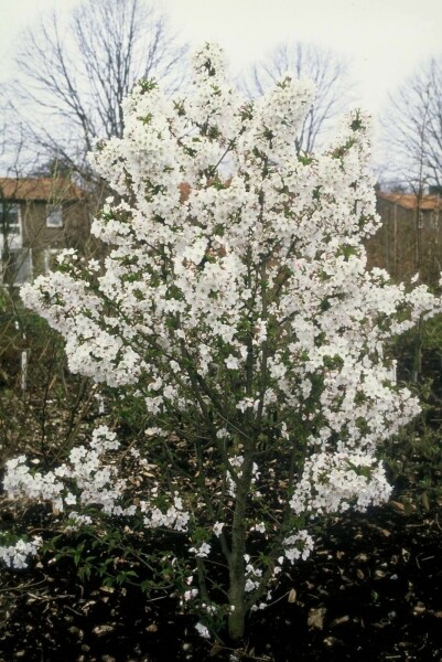 Kurilen-Kirsche Prunus nipponica 'Brillant' Strauch 30-40 Topf 3 ltr. (C3) Prunus nipponica 'Brillant' Strauch 30-40 cm