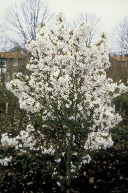 Kurilen-Kirsche Prunus nipponica 'Brillant' Strauch 30-40 Topf 3 ltr. (C3) Prunus nipponica 'Brillant' Strauch 30-40 cm