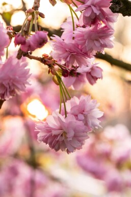 Prunus serrulata 'Kanzan'