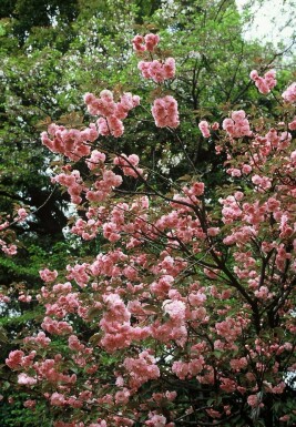 Japanische Nelken-Kirsche Prunus serrulata 'Kanzan' Strauch 100-125 Topf 12 ltr. (C12)