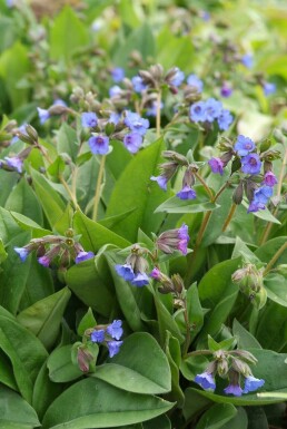 Pulmonaria angustifolia 'Blue Ensign'