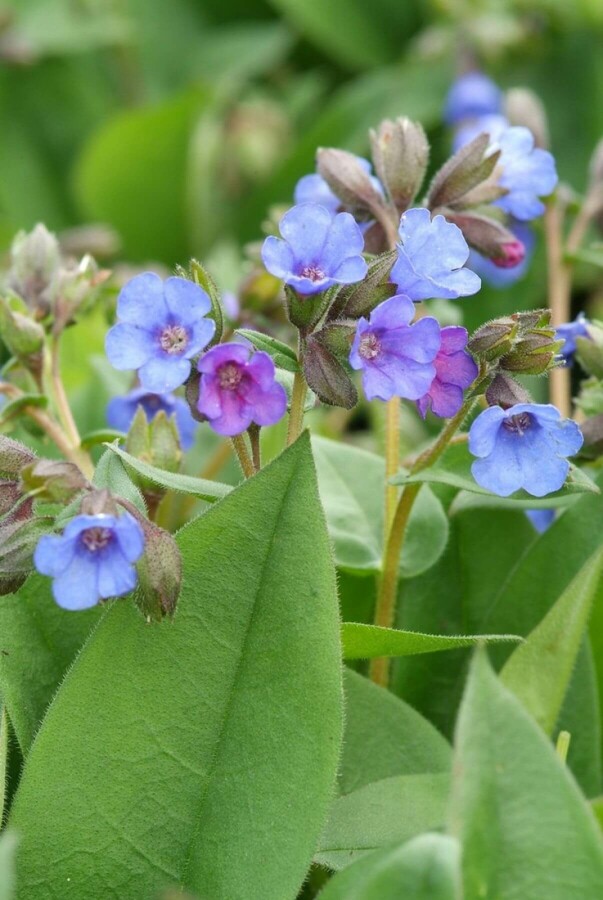 Schmalblättriges Garten-Lungenkraut Pulmonaria angustifolia 'Blue Ensign' 5-10 Topf 9x9 cm (P9) Pulmonaria angustifolia 'Blue Ensign'