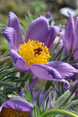 Kuhschelle Pulsatilla vulgaris 5-10 Topf 9x9 cm (P9) Pulsatilla vulgaris