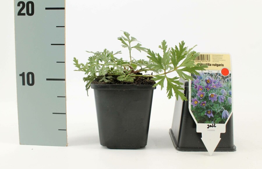 Kuhschelle Pulsatilla vulgaris 5-10 Topf 9x9 cm (P9) Pulsatilla vulgaris