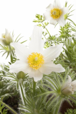 Kuhschelle Pulsatilla vulgaris 'Alba' 5-10 Topf 9x9 cm (P9)