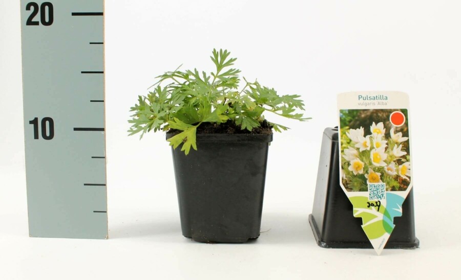 Kuhschelle Pulsatilla vulgaris 'Alba' 5-10 Topf 9x9 cm (P9) Pulsatilla vulgaris 'Alba'