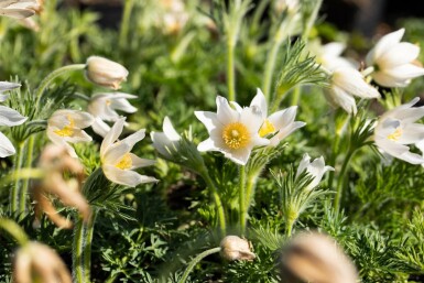 Kuhschelle Pulsatilla vulgaris 'Alba' 5-10 Topf 9x9 cm (P9) Pulsatilla vulgaris 'Alba'