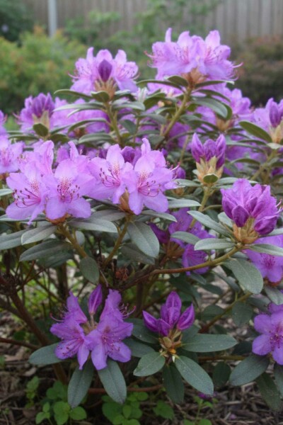 Zwergrhododendron Rhododendron 'Blue Silver' Strauch 10-15 Topf 2 ltr. (C2) Rhododendron 'Blue Silver' Strauch 15-20 cm