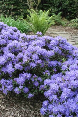 Zwergrhododendron Rhododendron 'Blue Tit' Strauch 15-20 Topf 2 ltr. (C2) Rhododendron 'Blue Tit' Strauch 15-20 cm