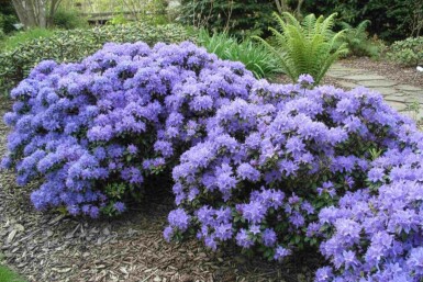 Zwergrhododendron Rhododendron 'Blue Tit' Strauch 15-20 Topf 2 ltr. (C2) Rhododendron 'Blue Tit' Strauch 15-20 cm