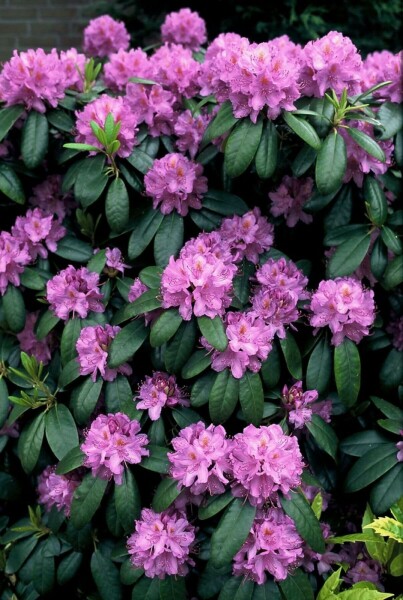 Catawba-Rhododendron Rhododendron 'Catawbiense grandiflorum' Strauch 60-80 Topf 12 ltr. (C12) Rhododendron 'Catawbiense grandiflorum' Strauch 60-80 cm