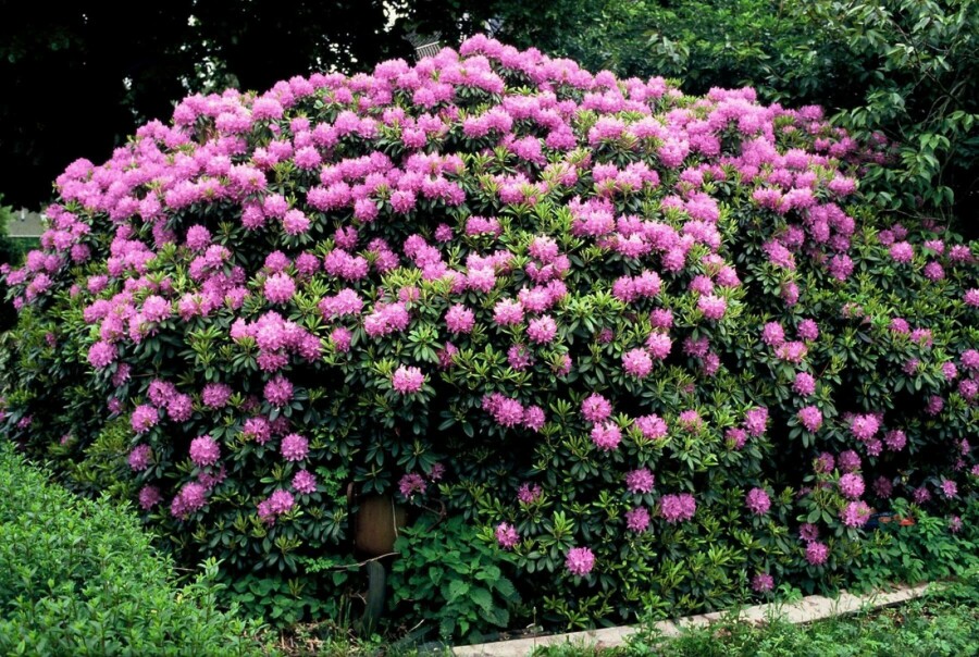 Catawba-Rhododendron Rhododendron 'Catawbiense grandiflorum' Strauch 60-80 Topf 12 ltr. (C12) Rhododendron 'Catawbiense grandiflorum' Strauch 60-80 cm