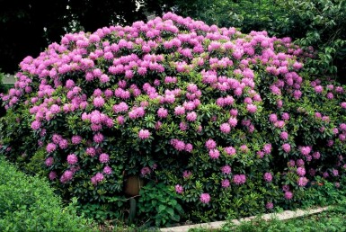 Catawba-Rhododendron Rhododendron 'Catawbiense grandiflorum' Strauch 60-80 Topf 12 ltr. (C12)