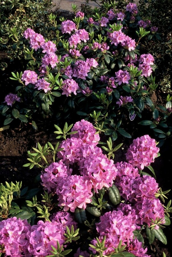 Catawba-Rhododendron Rhododendron 'Catawbiense grandiflorum' Strauch 60-80 Topf 12 ltr. (C12) Rhododendron 'Catawbiense grandiflorum' Strauch 60-80 cm