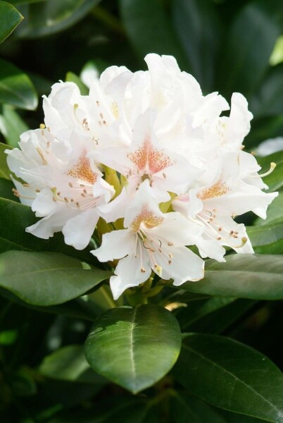 Rhododendron Rhododendron 'Cunningham's White' Strauch 60-80 Topf 12 ltr. (C12) Rhododendron 'Cunningham's White' Strauch 60-80 cm