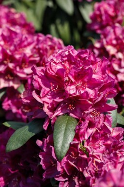 Rhododendron 'Nova Zembla'