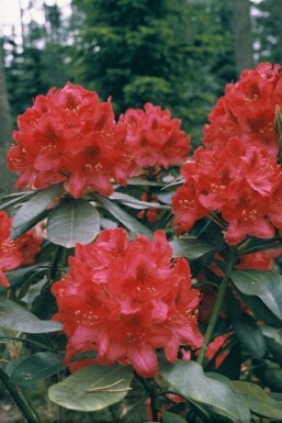 Rhododendron Rhododendron 'Nova Zembla' Strauch 60-80 Topf 12 ltr. (C12)