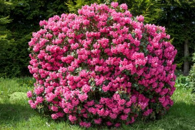 Rhododendron Rhododendron 'Nova Zembla' Strauch 60-80 Topf 12 ltr. (C12) Rhododendron 'Nova Zembla' Strauch 60-80 cm