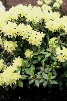 Zwergrhododendron Rhododendron 'Princess Anne' Strauch 20-30 Topf 2 ltr. (C2)