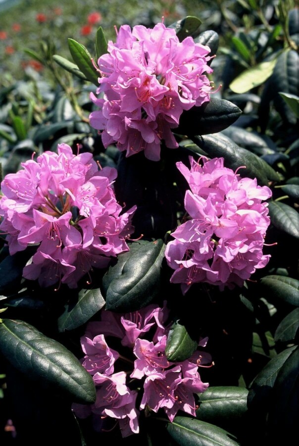 Rhododendron Rhododendron 'Roseum Elegans' Strauch 60-80 Topf 10 ltr. (C10) Rhododendron 'Roseum Elegans' Strauch 60-80 cm