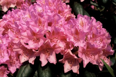 Rhododendron Rhododendron 'Roseum Elegans' Strauch 60-80 Topf 10 ltr. (C10) Rhododendron 'Roseum Elegans' Strauch 60-80 cm