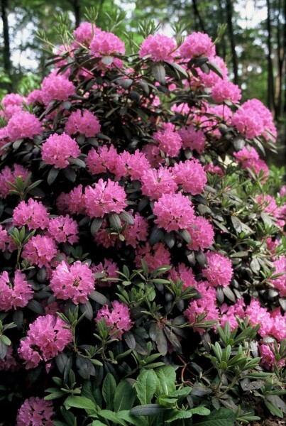 Rhododendron Rhododendron 'Roseum Elegans' Strauch 60-80 Topf 12 ltr. (C12) Rhododendron 'Roseum Elegans' Strauch 60-80 cm